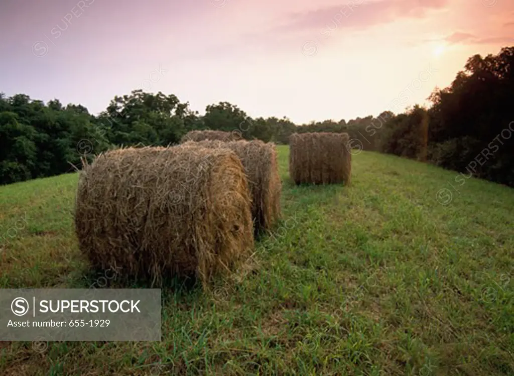 Hay bales in a field, Pennsylvania, USA
