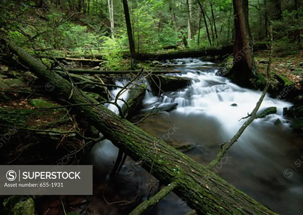 Stream flowing through a forest, Pennsylvania, USA