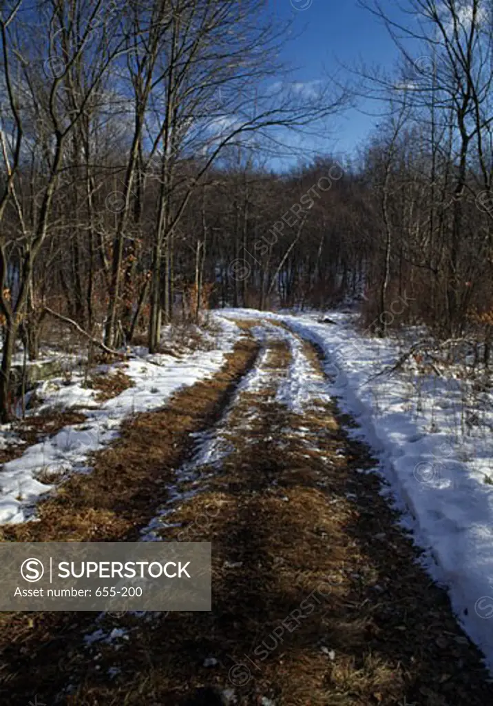 Road passing through a forest, Pocono Mountains, Pennsylvania, USA
