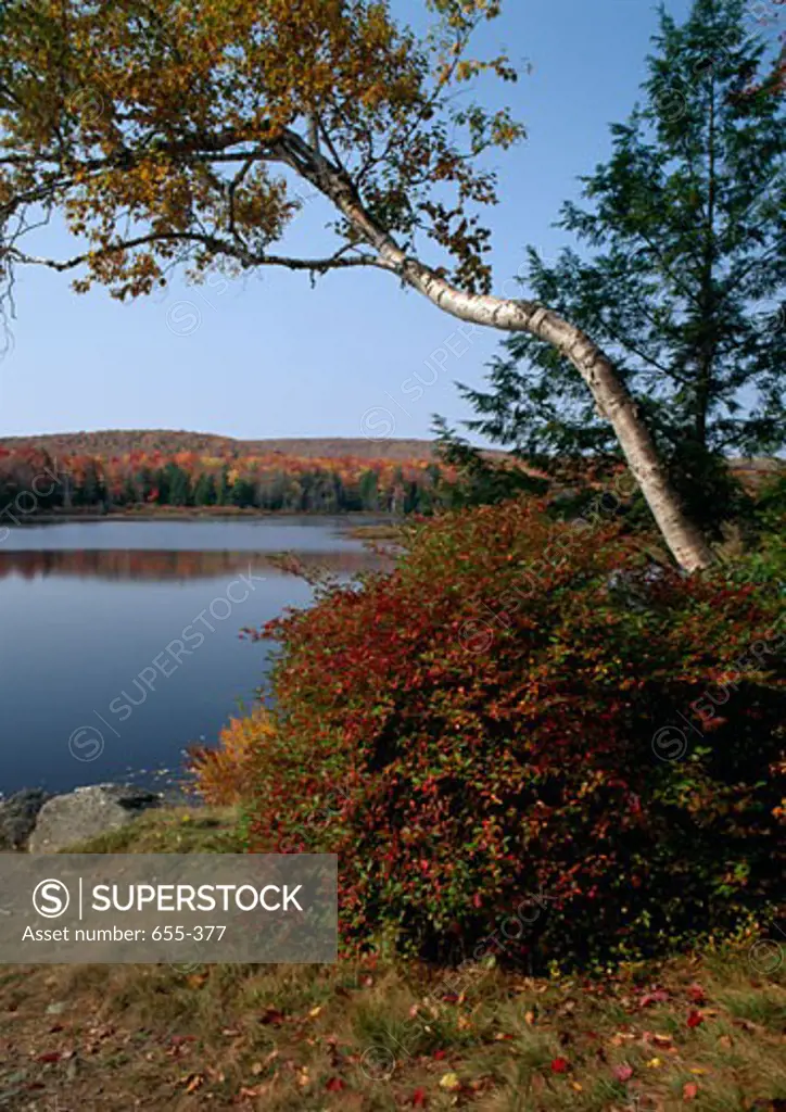 Trees at the lakeside, Bruce Lake Natural Area, Pennsylvania, USA