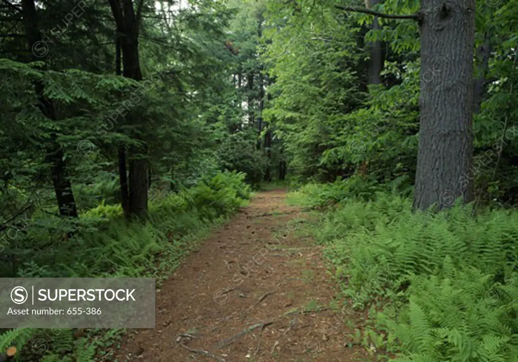 Trail passing through a forest, White Memorial Conservation Center, Litchfield, Connecticut, USA