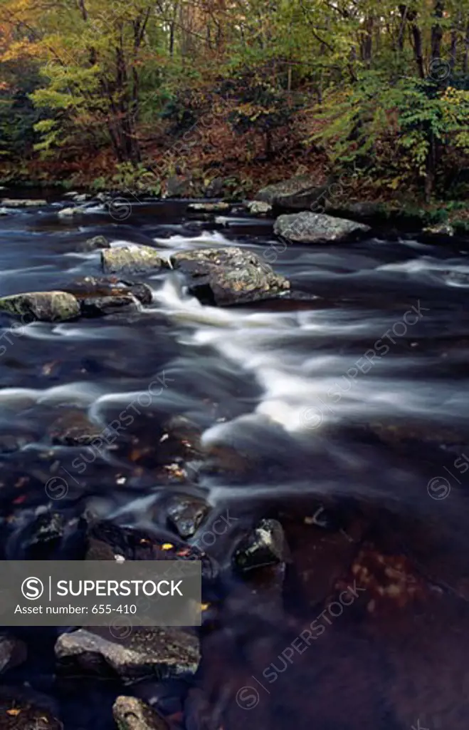 Creek flowing through a forest, Tobyhanna Creek, Tobyhanna State Park, Pennsylvania, USA