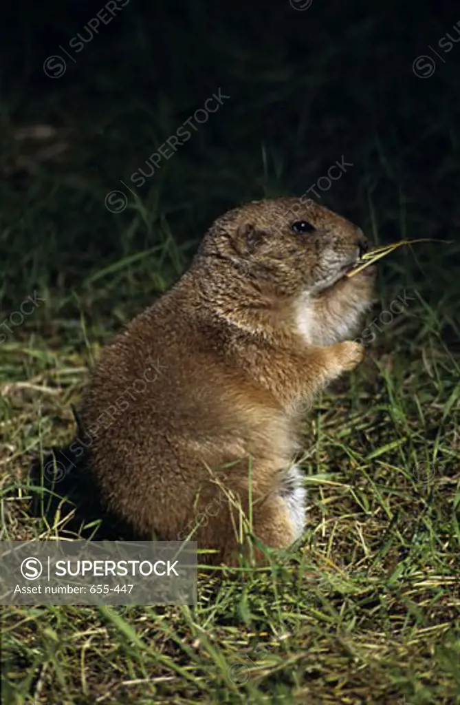 Close-up of a Black-Tailed prairie dog (Cynomys ludovicianus) feeding on grass