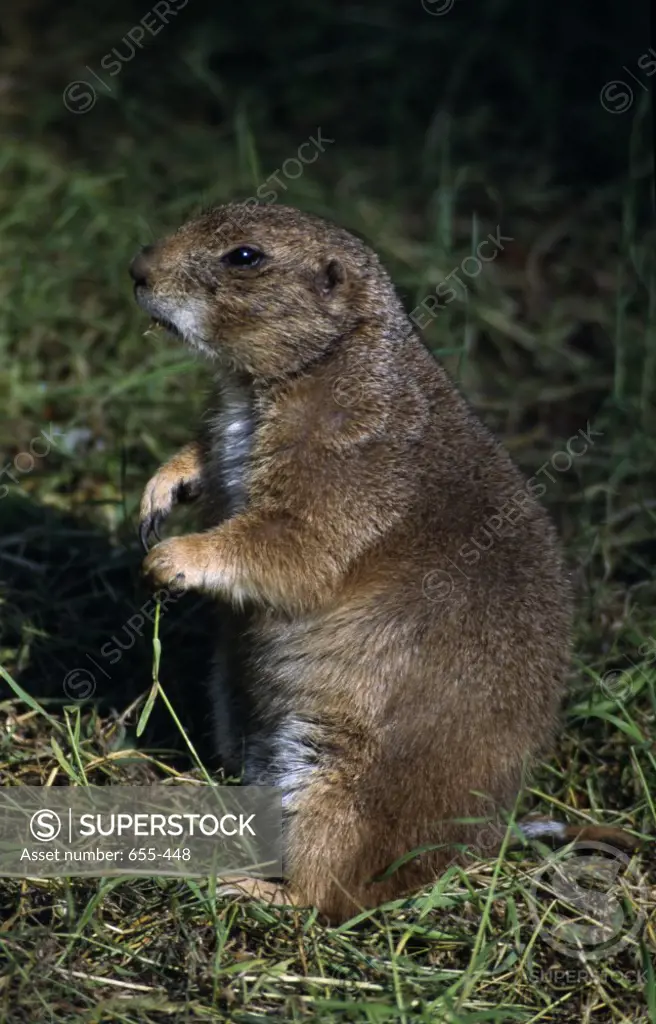Close-up of a Black-Tailed prairie dog (Cynomys ludovicianus)