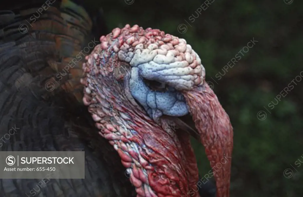 Close-up of a Wild turkey (Meleagris gallopavo)