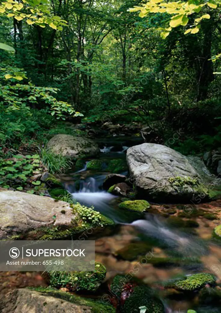 Creek flowing through a forest, Rattlesnake Creek, Pocono Mountains, Pennsylvania, USA
