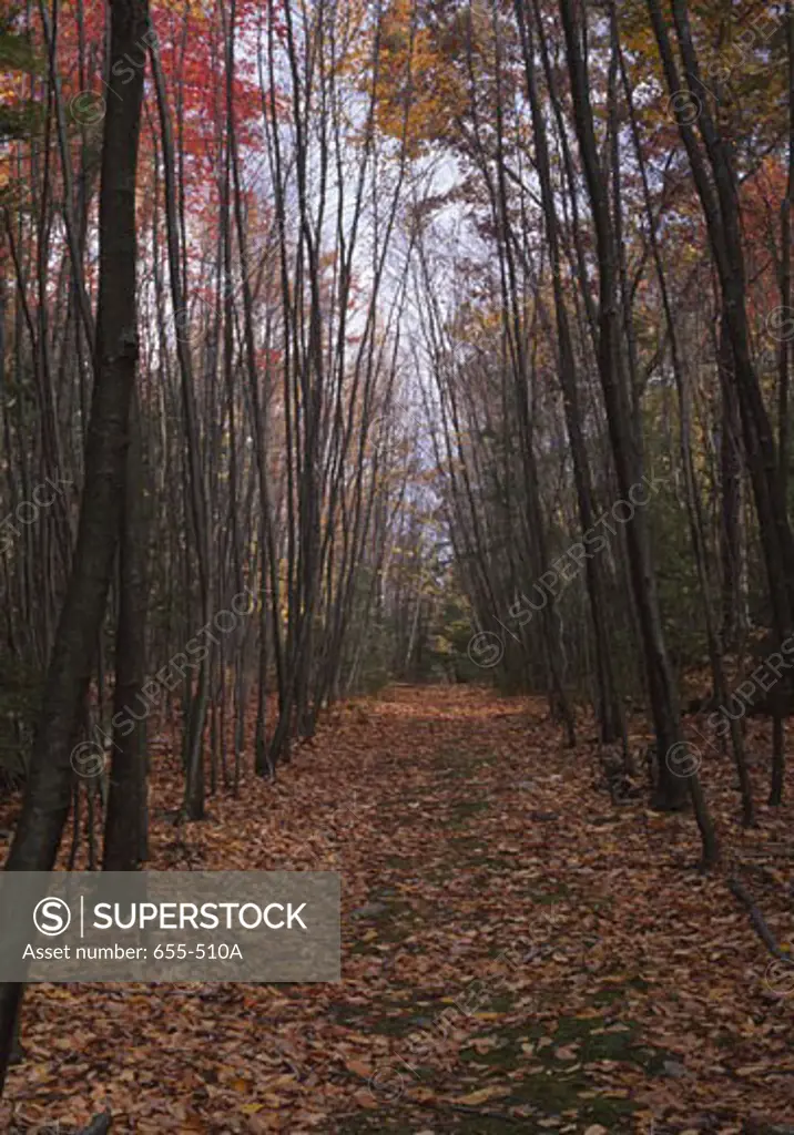 Trees in a forest, Delaware Water Gap National Recreation Area, New Jersey, USA