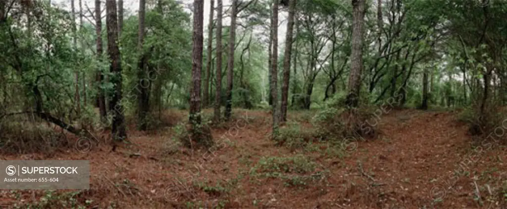 Loblolly Pine Trees Chincoteague National Wildlife Refuge Virginia USA