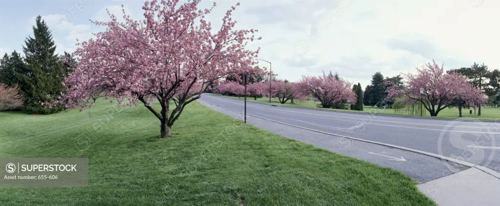 Cherry Trees Allentown Pennsylvania USA