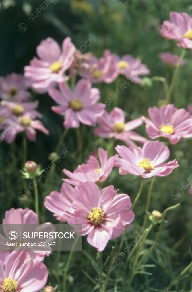 Mexican Asters