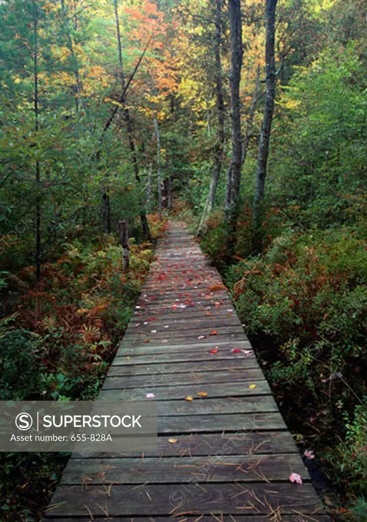 Boardwalk in a forest, New York state, USA
