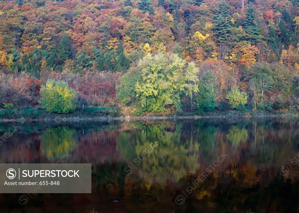 Reflection of autumnal trees in water, Delaware River, Pennsylvania, USA