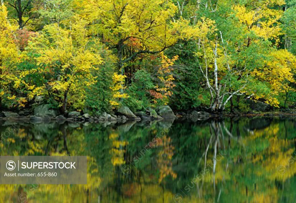 Reflection of trees in water, New York State, USA