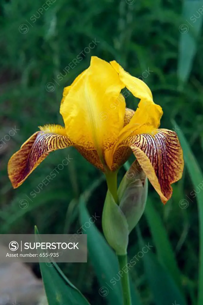 Close-up of a Bearded Iris flower