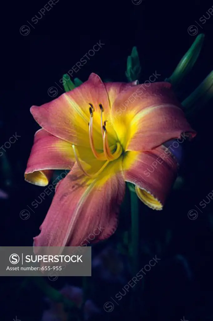 Close-up of a Day lily flower