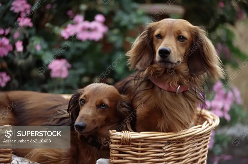 Two dachshunds in a wicker basket