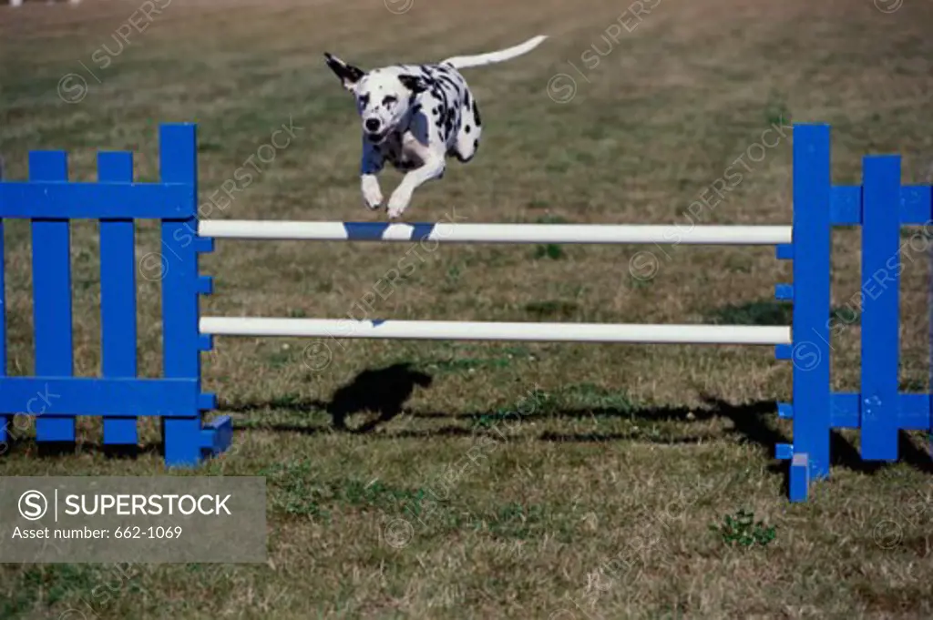 A Dalmatian jumping a hurdle