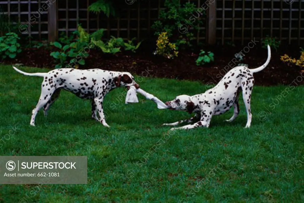 Two Dalmatians tugging at a rag