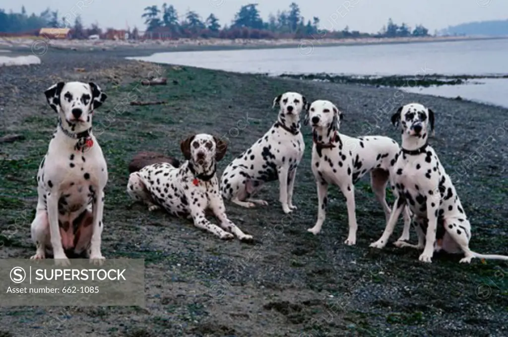 Group of Dalmatians on the beach