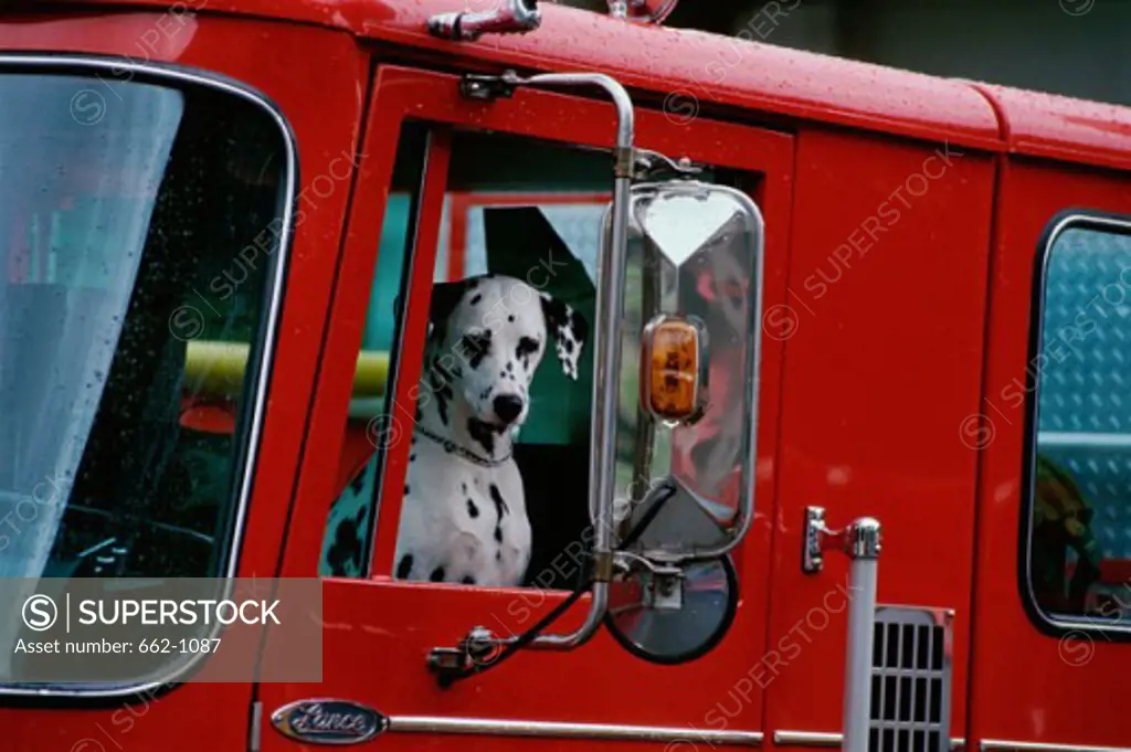 A Dalmatian sitting in a fire truck
