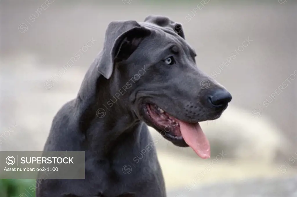 Close-up of a Great Dane