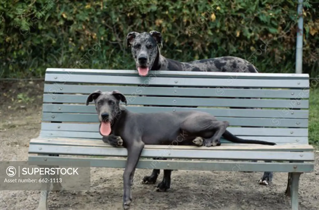 A Great Dane on a park bench and another behind it