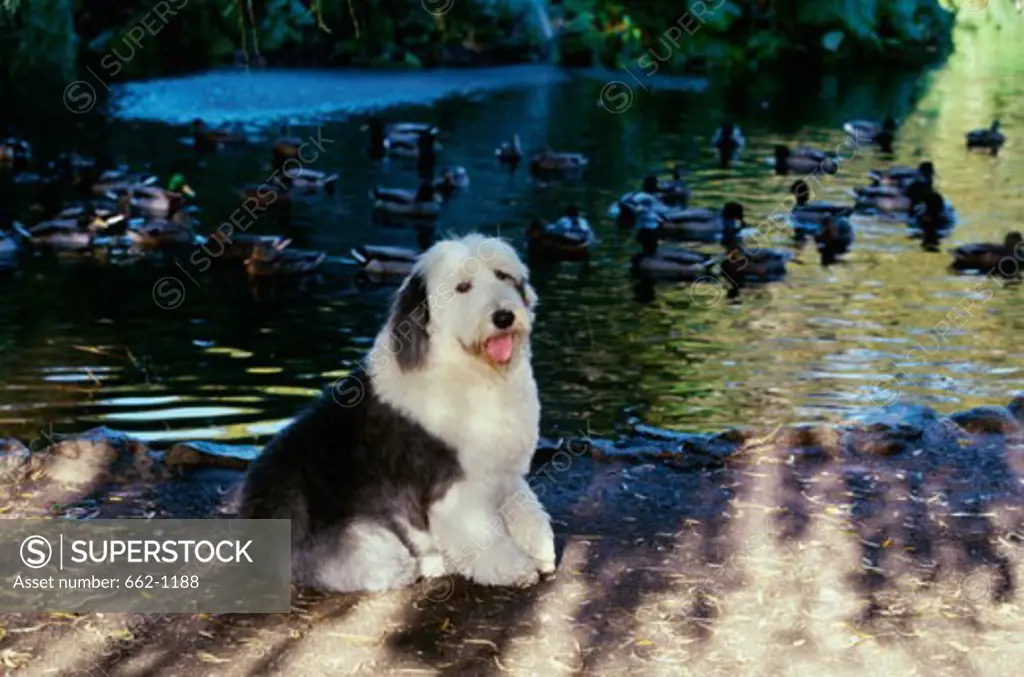 An English Sheep dog sitting by a pond