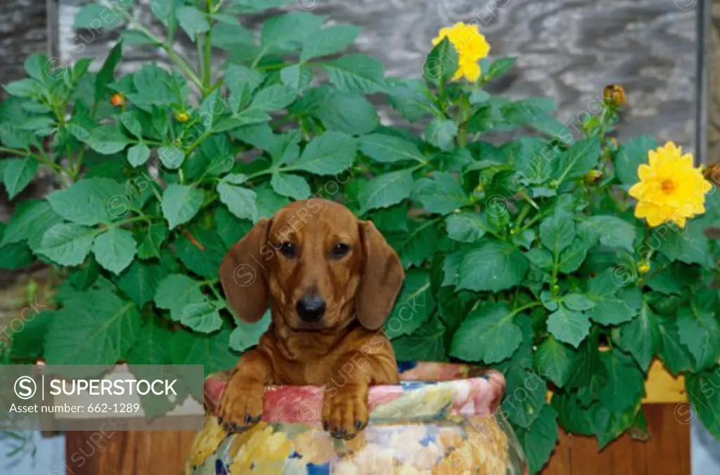 Portrait of a dachshund inside a potted plant
