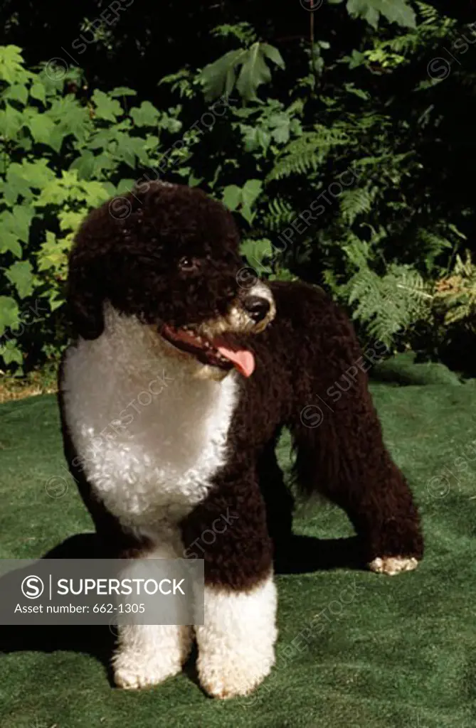 Portuguese Water Dog standing in the grass