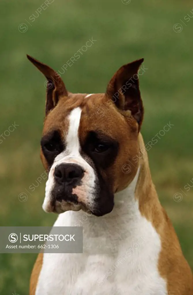 Close-up of a Boxer
