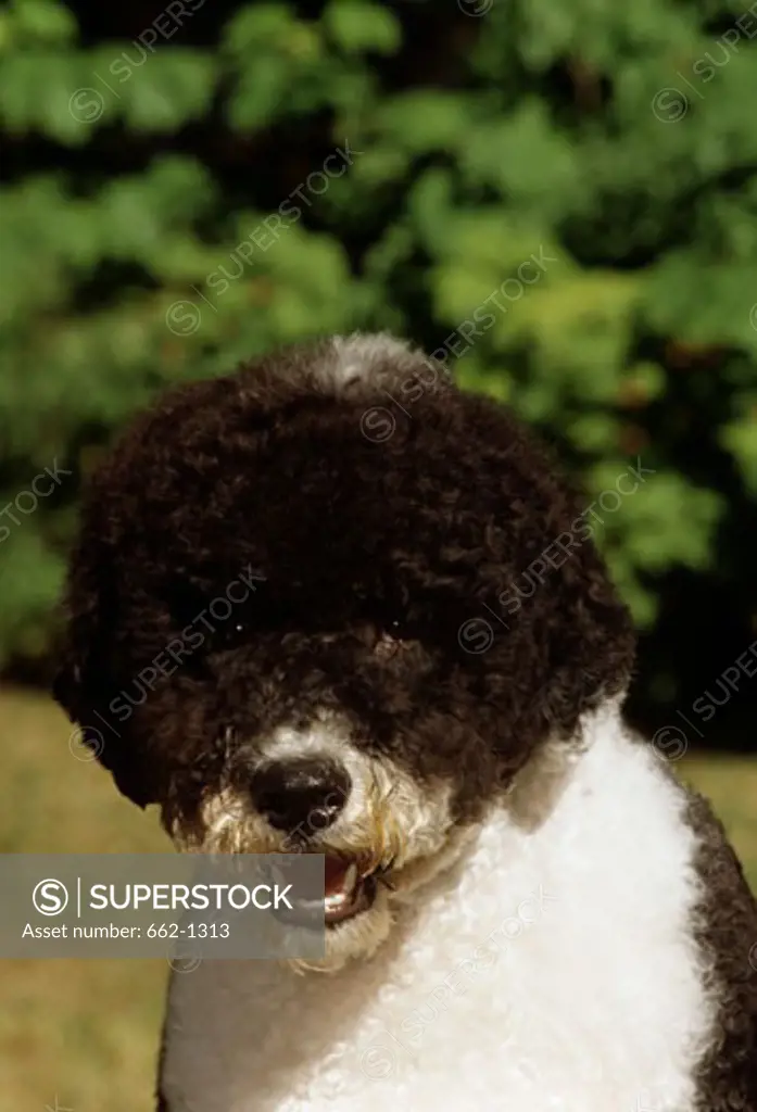 Close-up of a Portuguese Water Dog