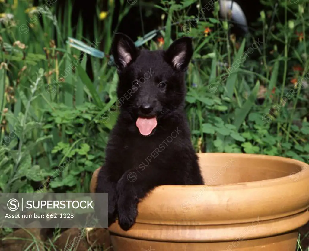 Belgian Sheepdog puppy in a decorative urn