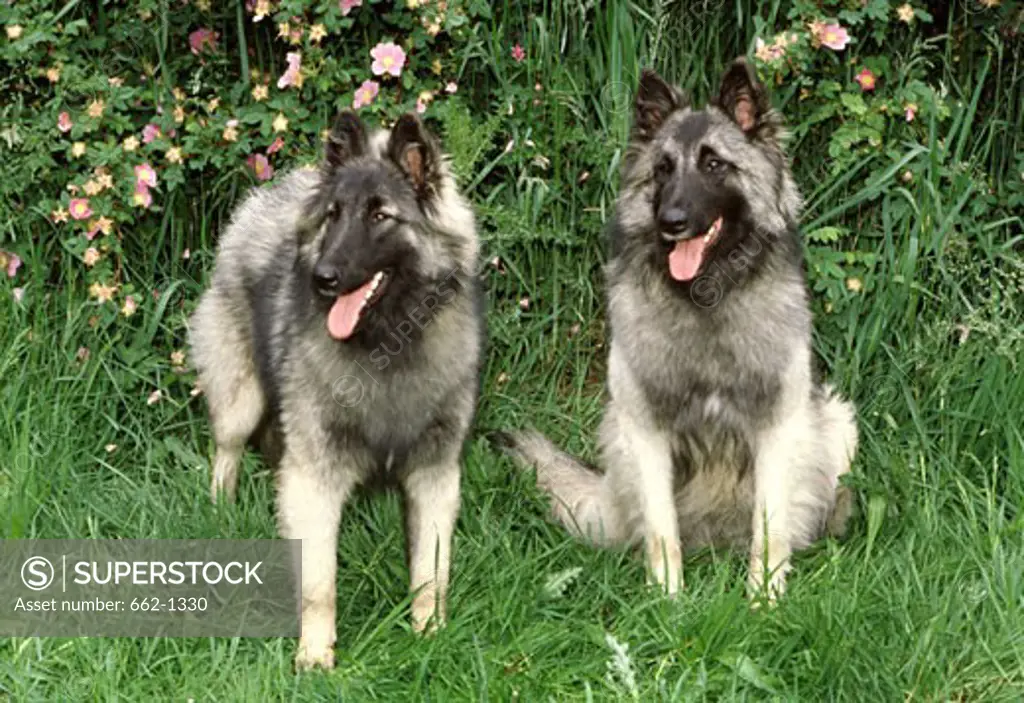 Two Belgian Sheepdogs in a garden