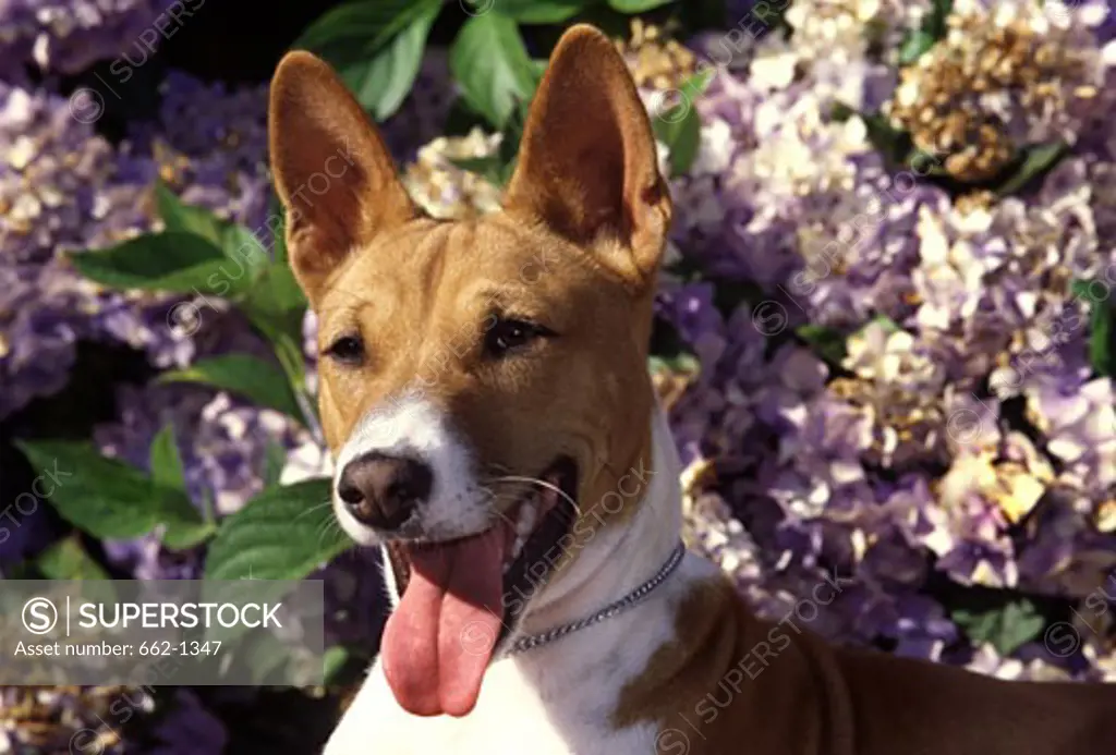 Close-up of a Basenji dog