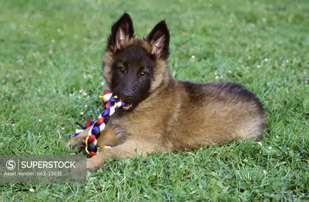 Belgian Sheepdog playing with braided cloth in a garden