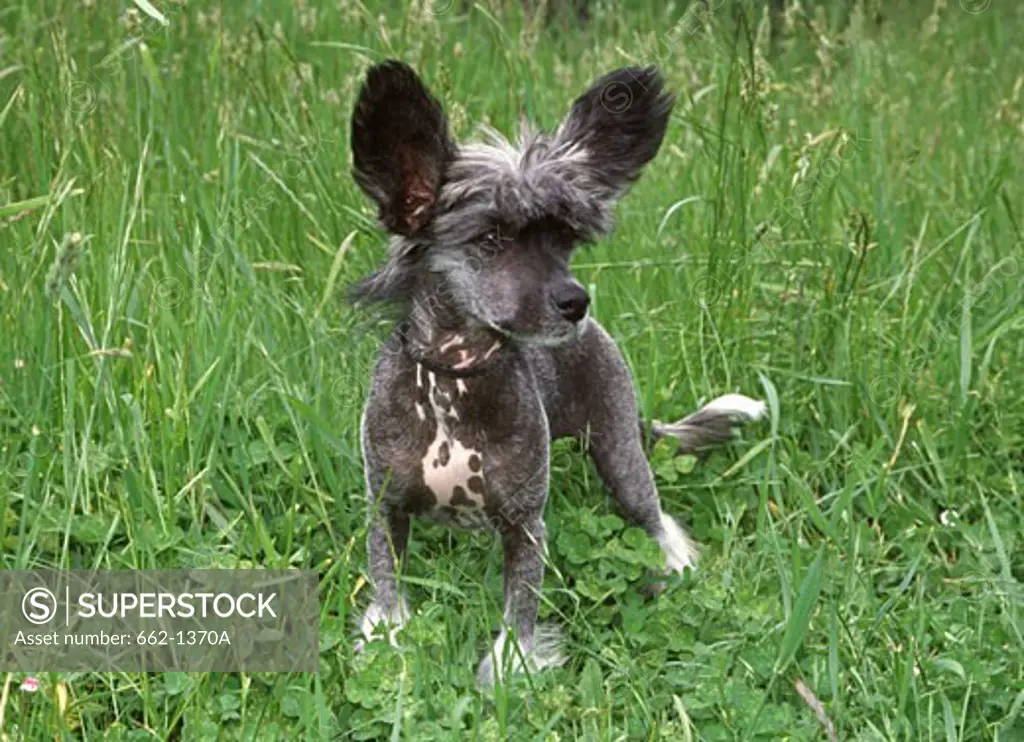 Chinese Crested puppy standing in a garden