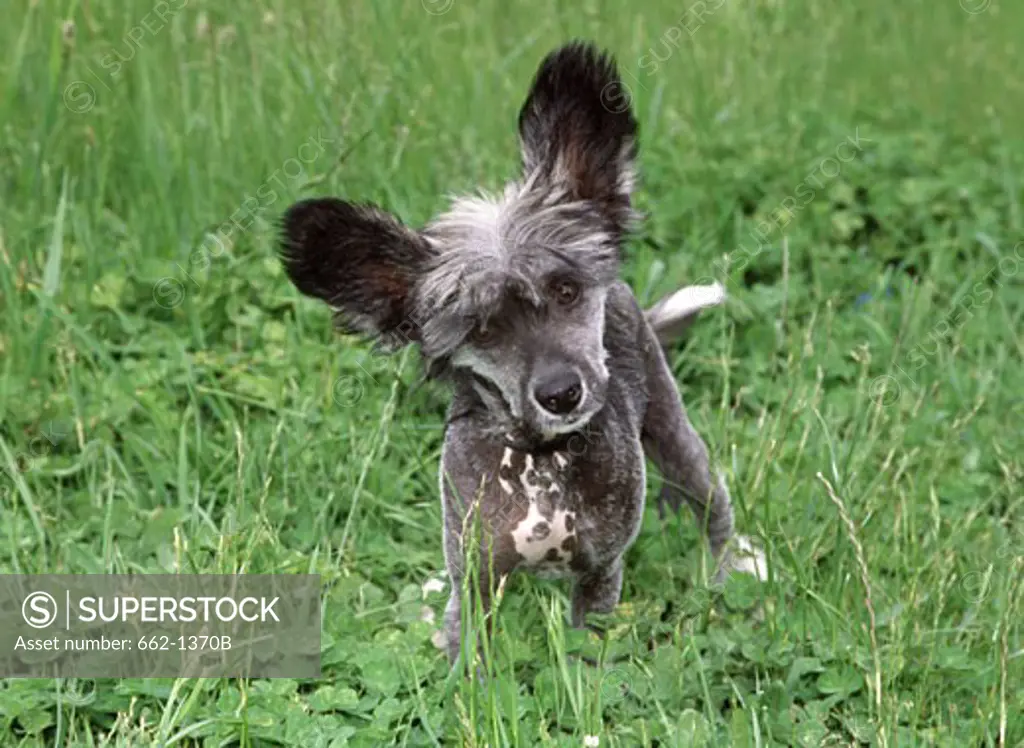 Chinese Crested puppy standing in a garden