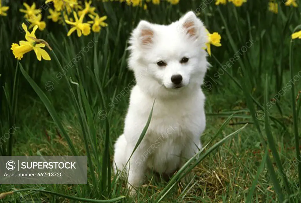 American Eskimo dog puppy sitting in a garden