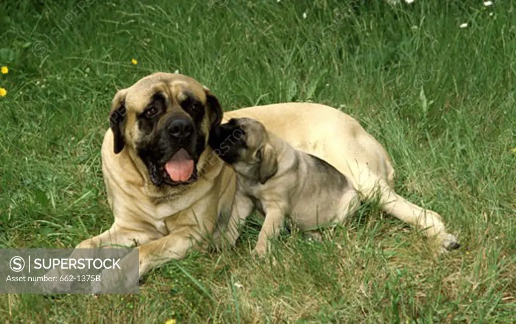 Mastiff dog with its puppy lying on the grass
