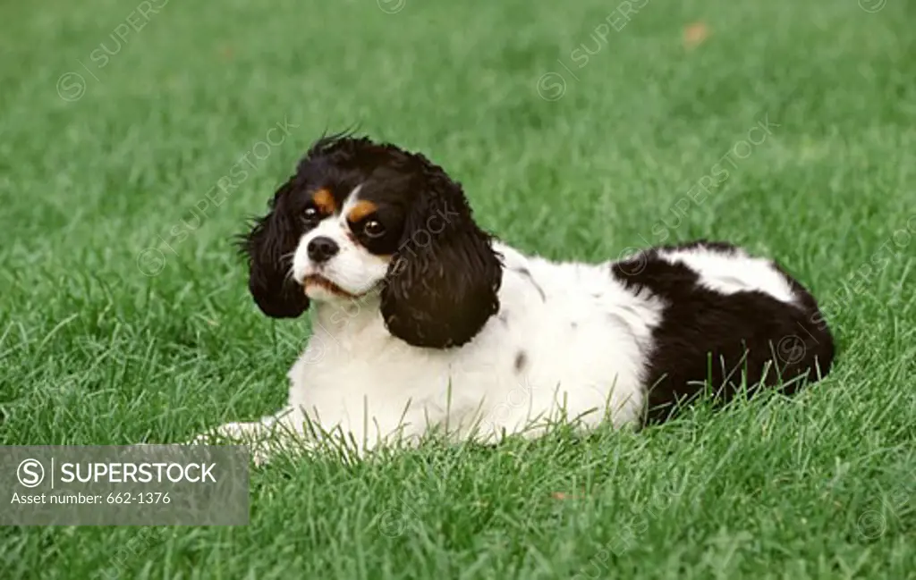Close-up of a Cavalier King Charles Spaniel dog sitting in a lawn