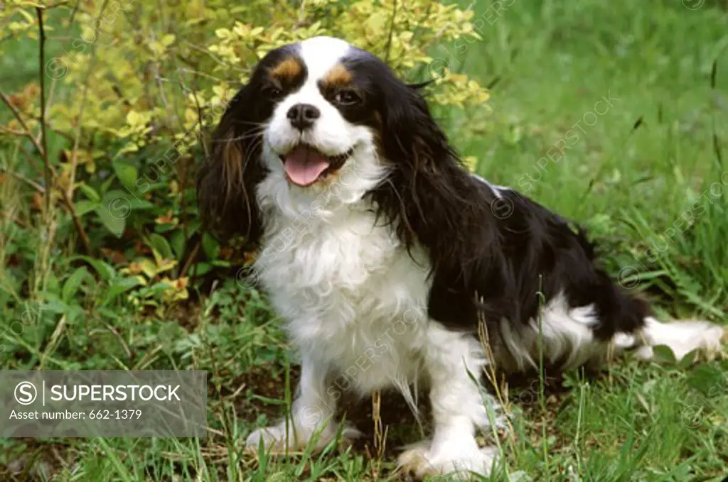 Close-up of a Cavalier King Charles Spaniel dog