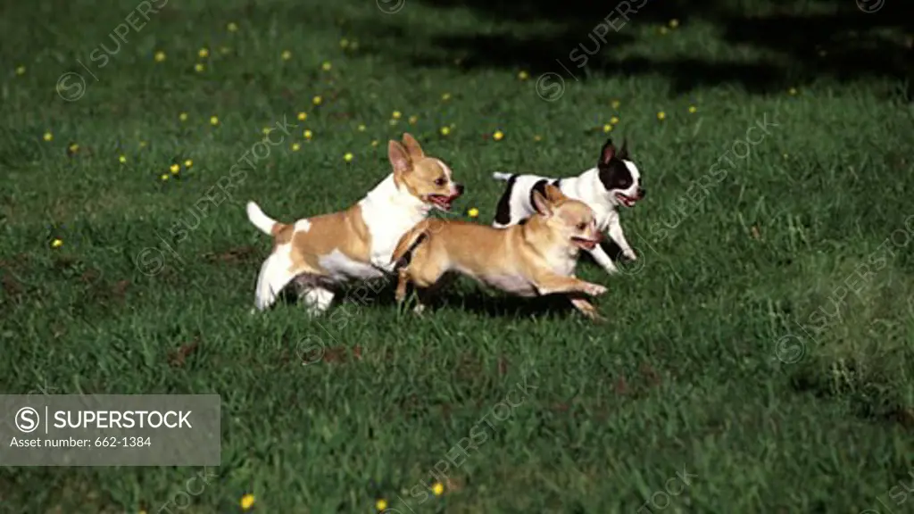 Three Chihuahuas running in a lawn