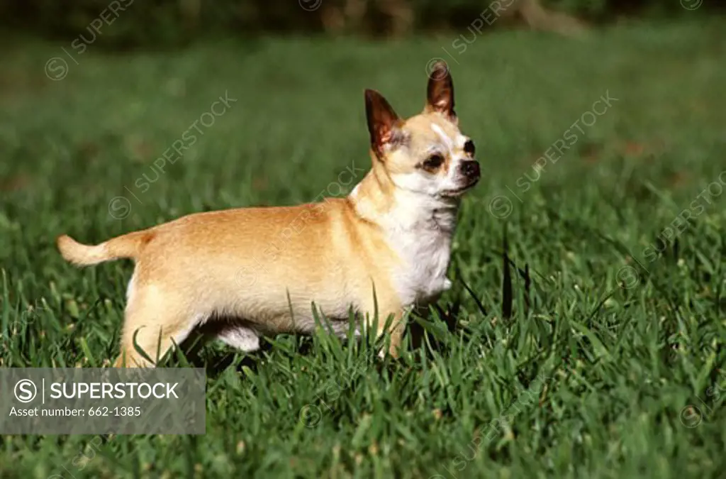 Chihuahua standing in a lawn