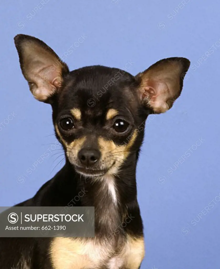 Close-up of a Chihuahua