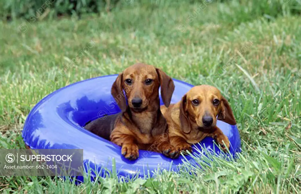 Two Dachshund dogs in an inflatable ring