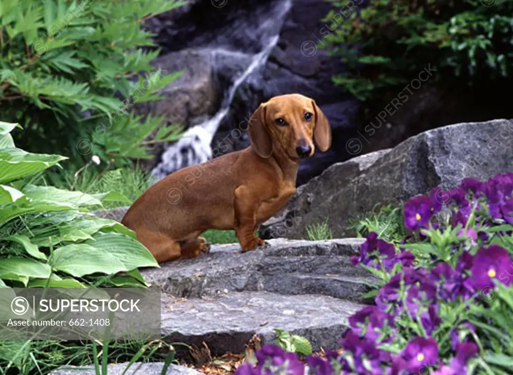 Dachshund dog sitting on a rock