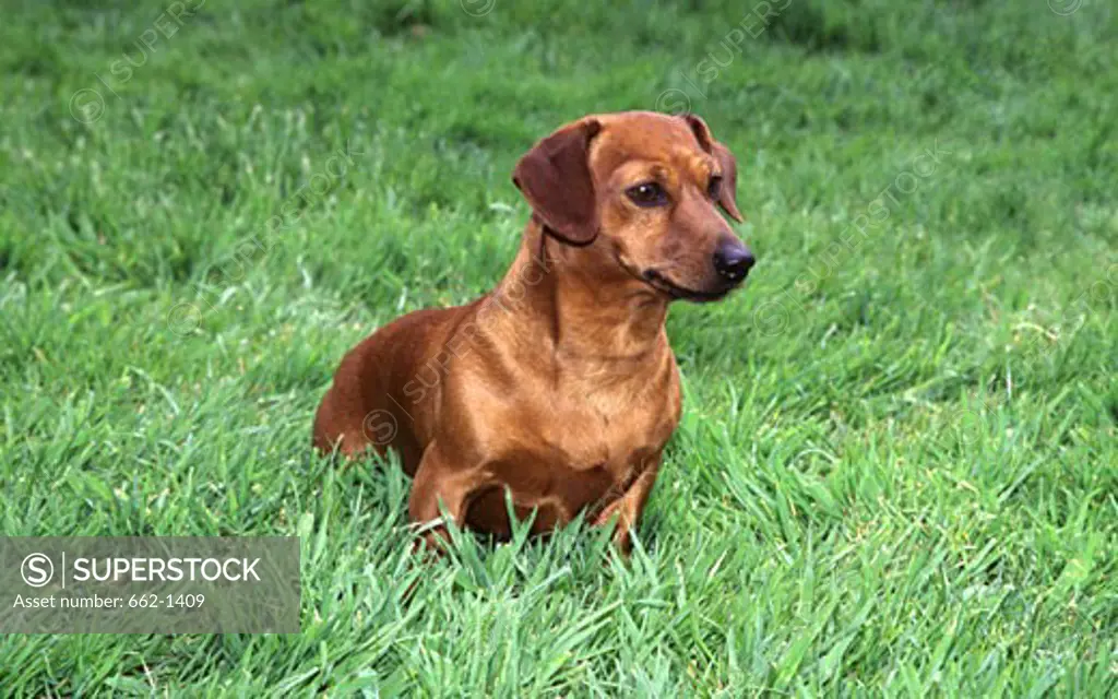 Wire Haired Dachshund dog in a lawn