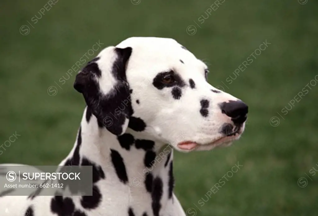Close-up of a Dalmatian