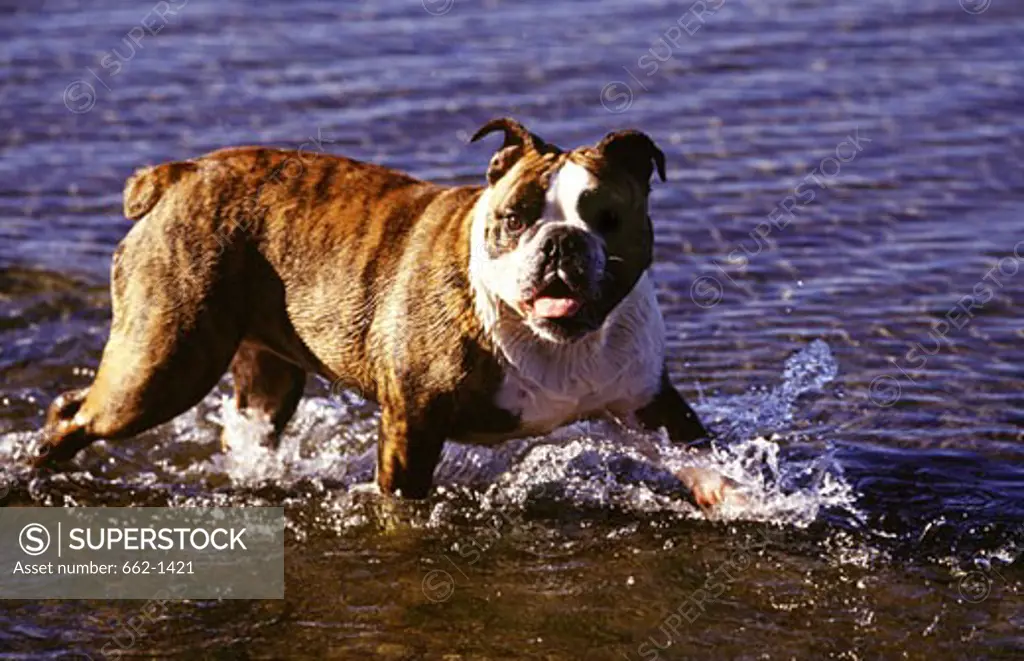 English Bulldog walking in a lake