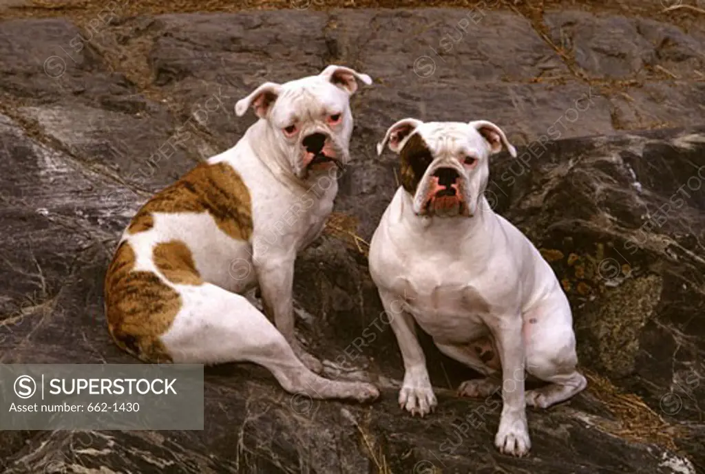 Two Old English Bulldog sitting on a rock
